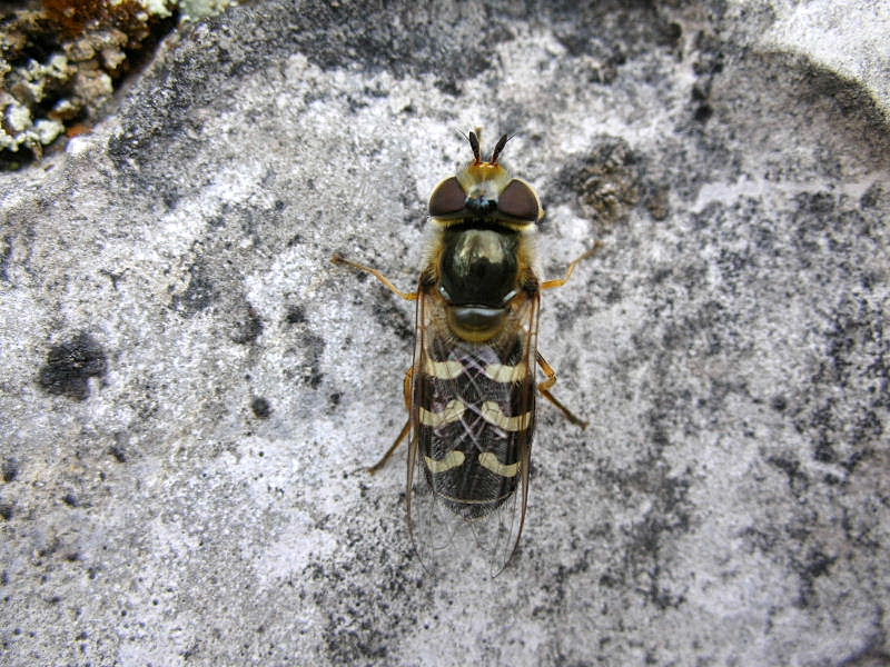 Scaeva pyrastri M e F (Syrphidae)